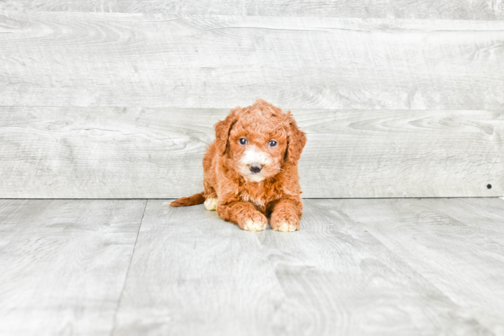 Adorable Golden Retriever Poodle Mix Puppy