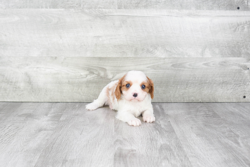 Cavalier King Charles Spaniel Puppy for Adoption