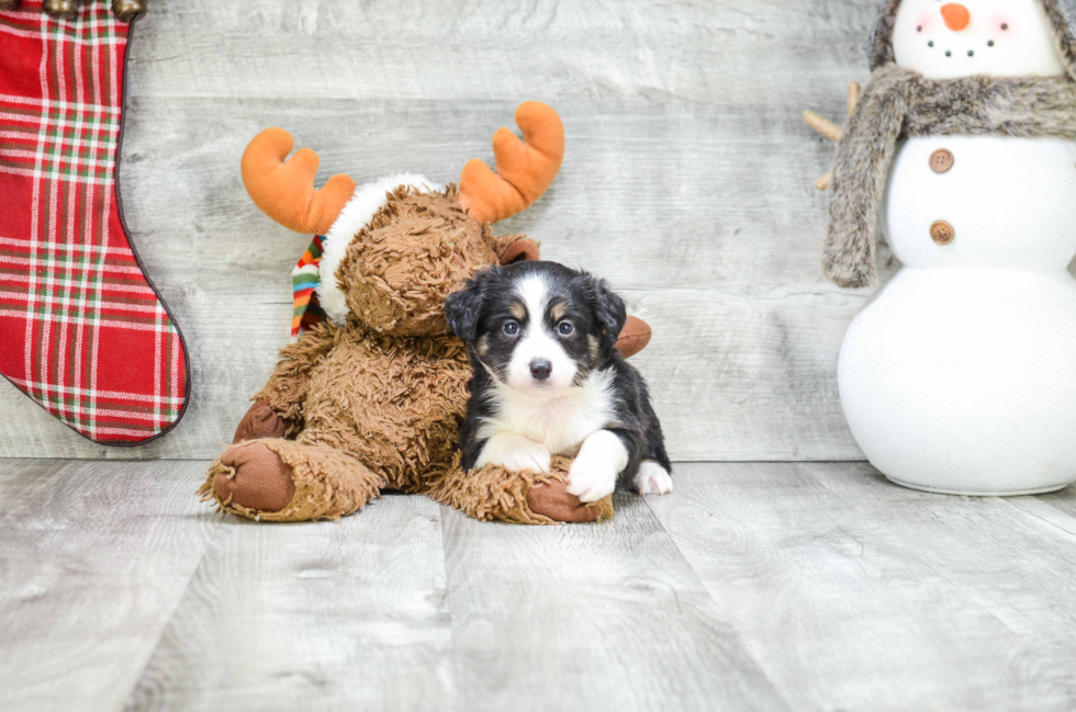 Popular Mini Aussiedoodle Poodle Mix Pup