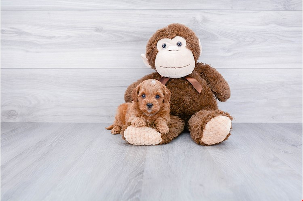 Energetic Cavoodle Poodle Mix Puppy