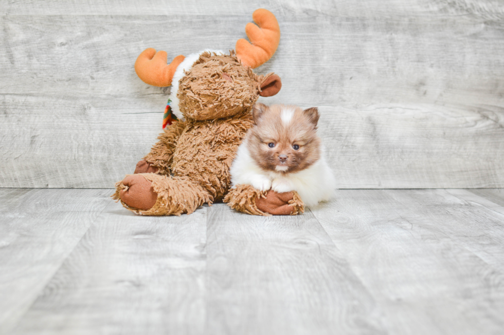 Cute Pomeranian Purebred Puppy