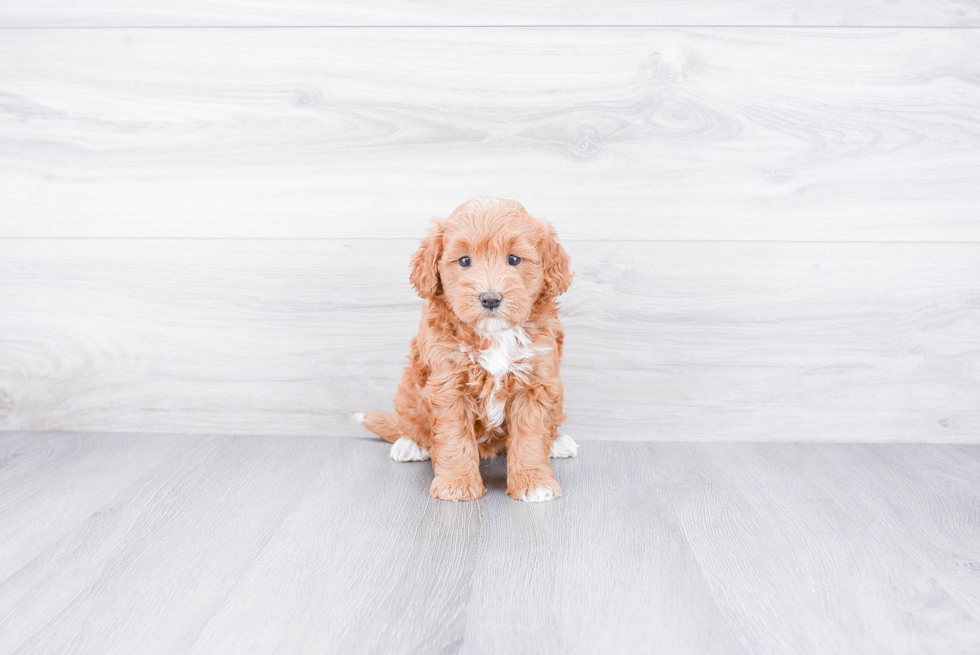 Best Mini Goldendoodle Baby