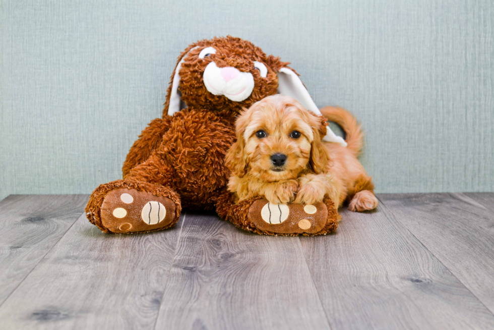 Cavachon Pup Being Cute