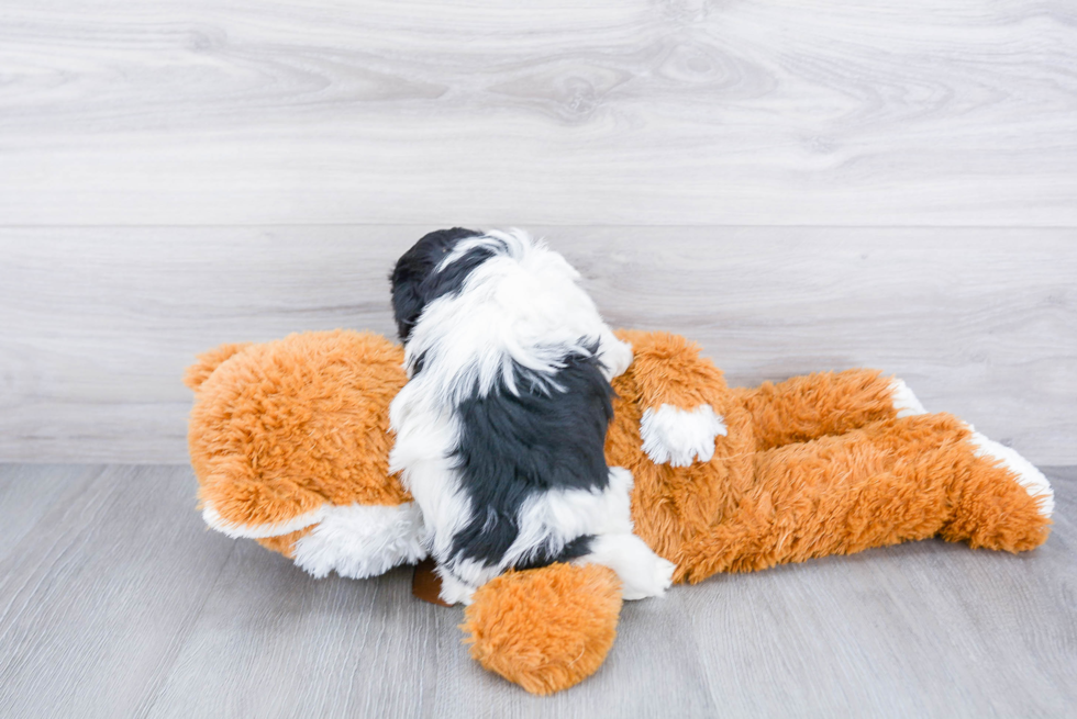 Smart Havanese Purebred Puppy