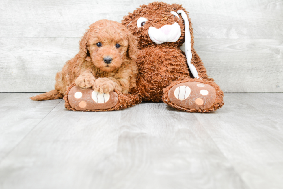 Mini Goldendoodle Pup Being Cute