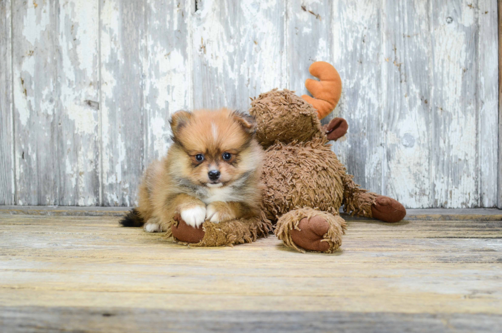 Happy Pomeranian Purebred Puppy