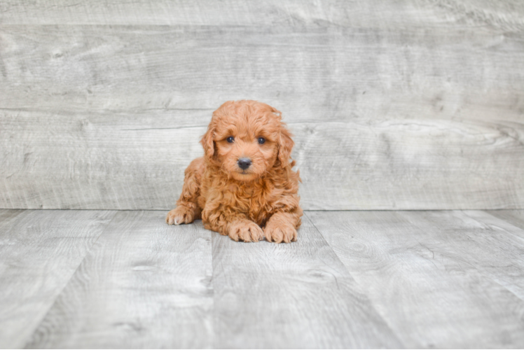 Little Golden Retriever Poodle Mix Puppy