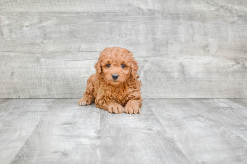 Little Golden Retriever Poodle Mix Puppy