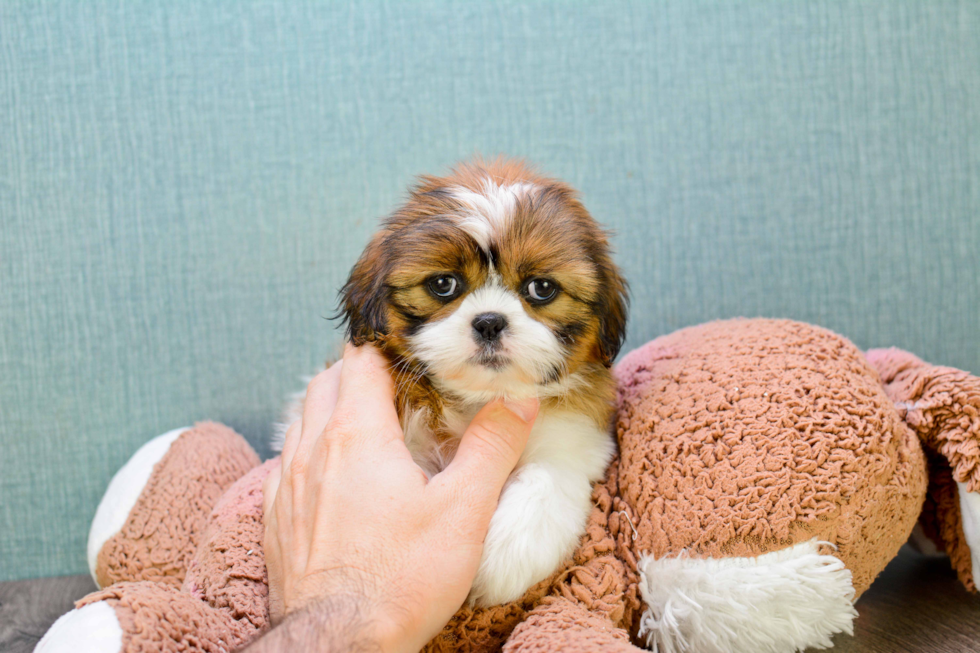 Teddy Bear Pup Being Cute