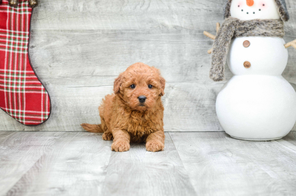 Best Mini Goldendoodle Baby