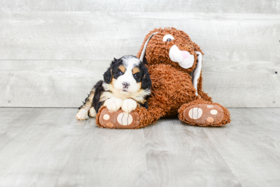 Mini Bernedoodle Pup Being Cute