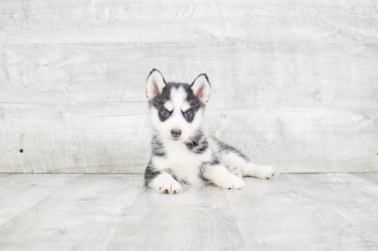 Sweet Pomsky Baby