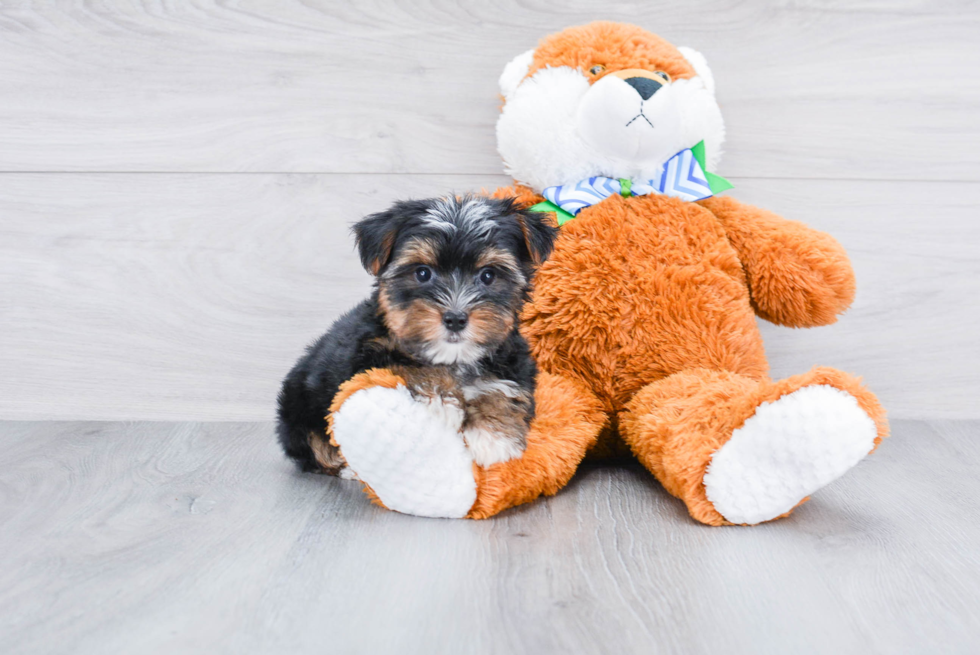 Meet Diddy - our Yorkshire Terrier Puppy Photo 