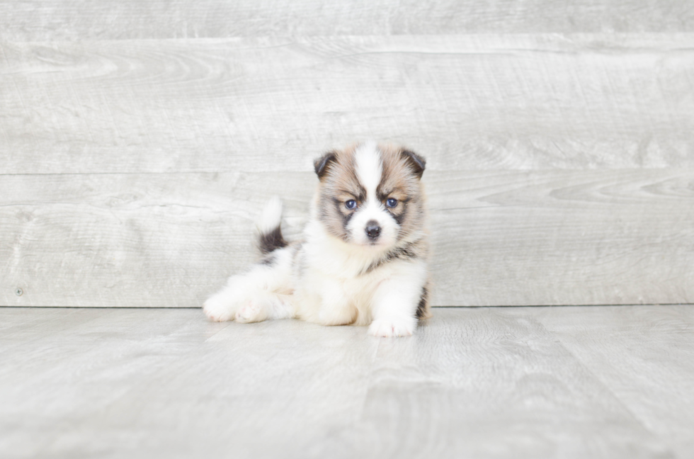 Happy Pomsky Baby