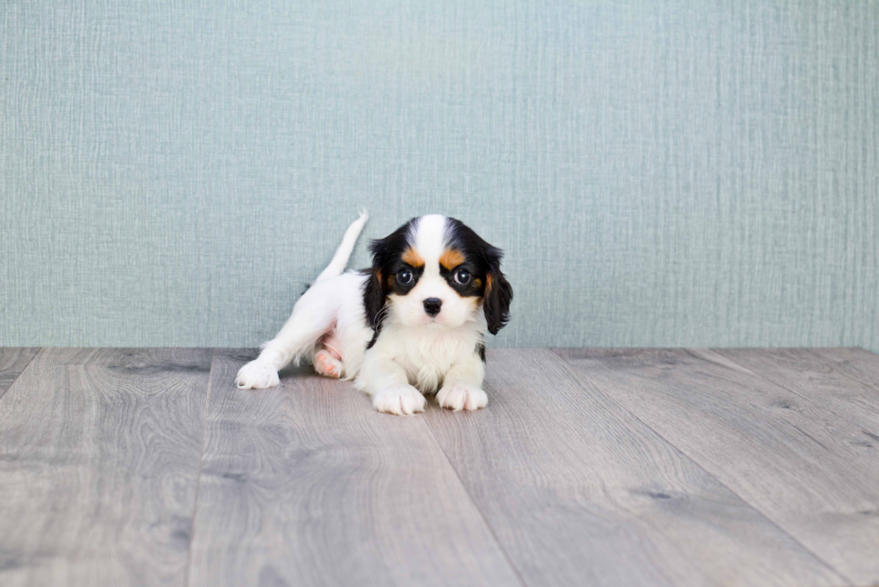 Cavalier King Charles Spaniel Puppy for Adoption