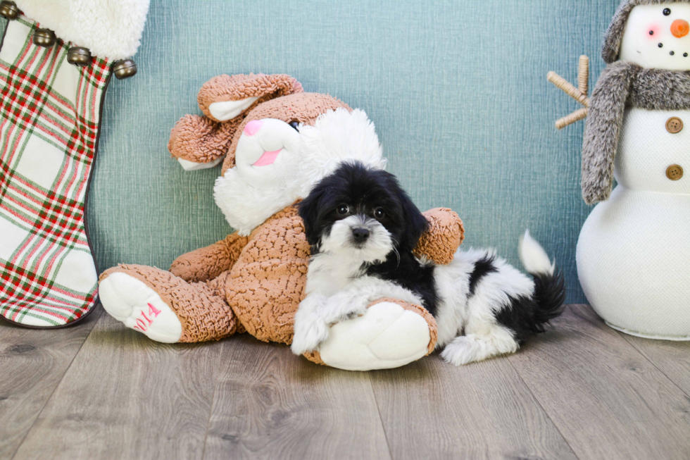 Havanese Pup Being Cute