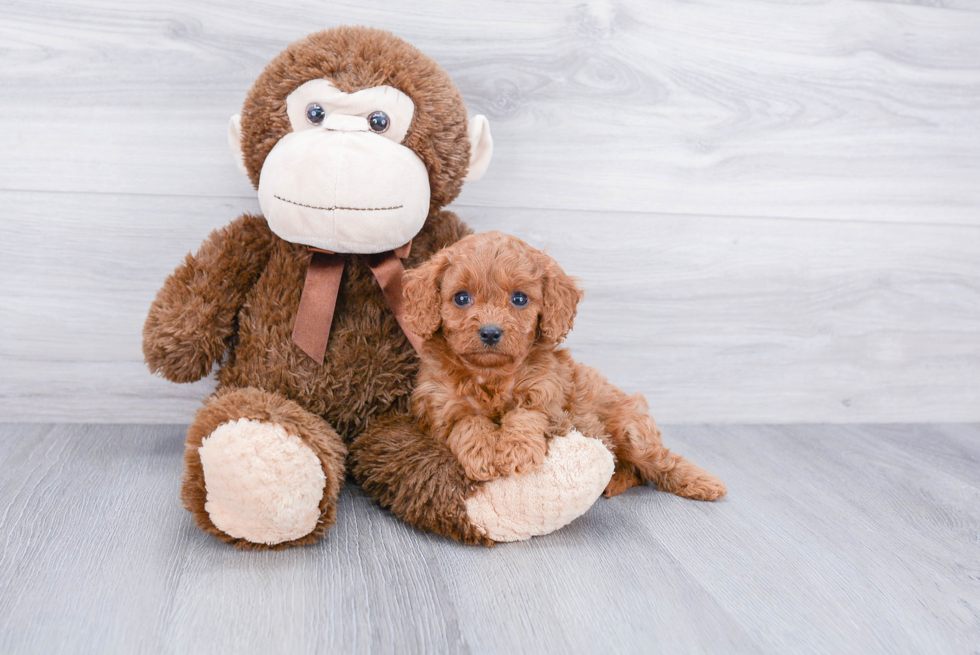 Cavapoo Pup Being Cute