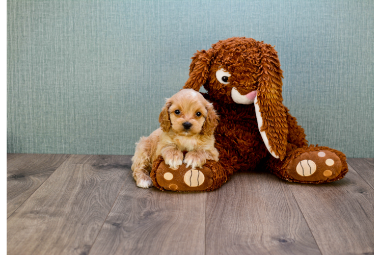 Hypoallergenic Cavoodle Poodle Mix Puppy