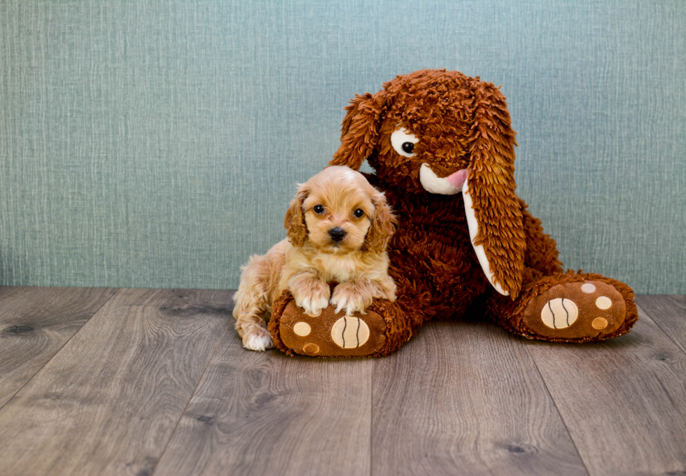 Hypoallergenic Cavoodle Poodle Mix Puppy