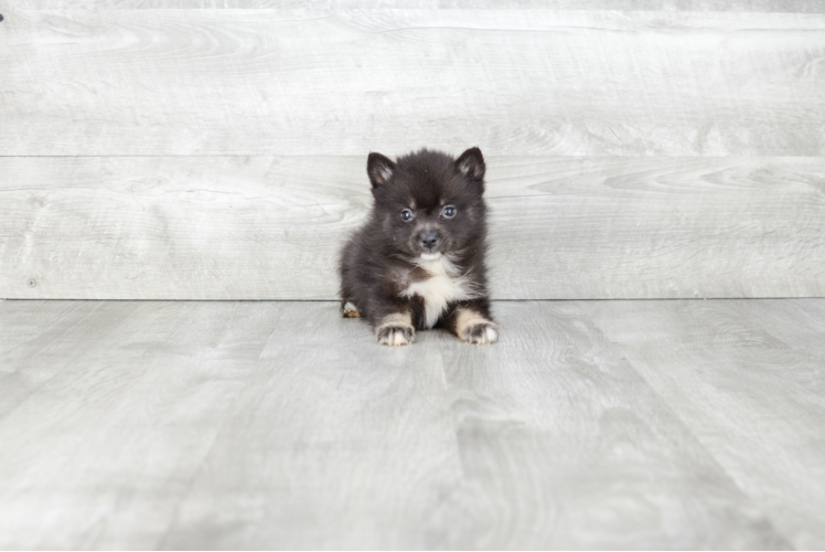 Happy Pomsky Baby