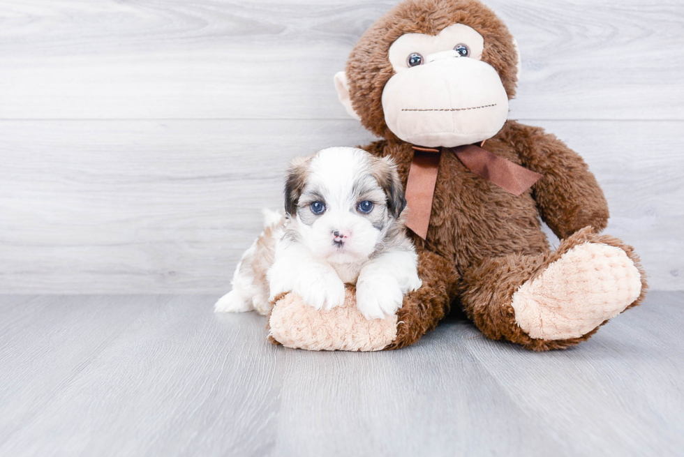 Hypoallergenic Shichon Designer Puppy