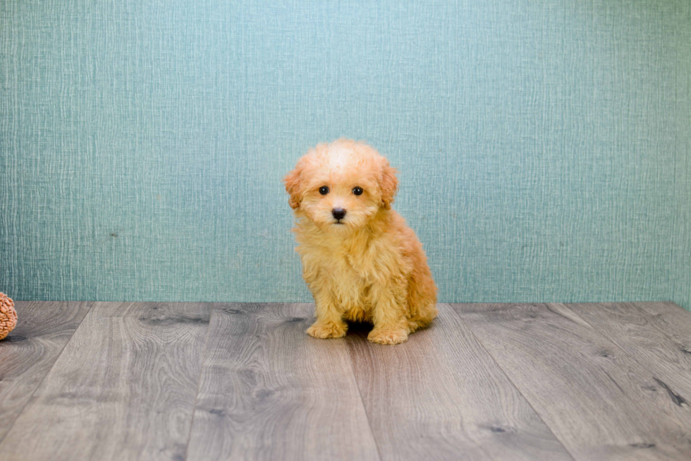 Happy Cavapoo Baby