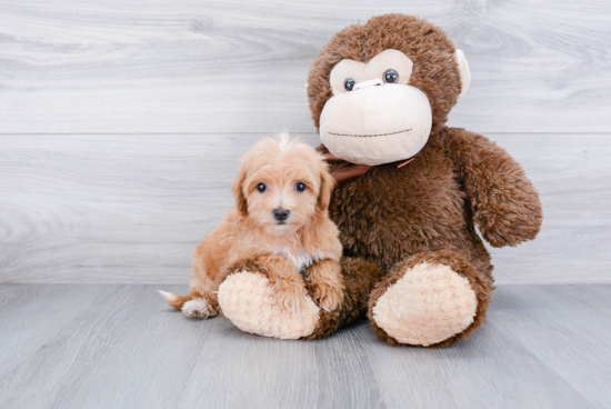 Petite Maltipoo Poodle Mix Pup