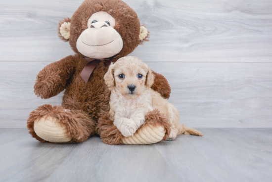 Little Cavoodle Poodle Mix Puppy