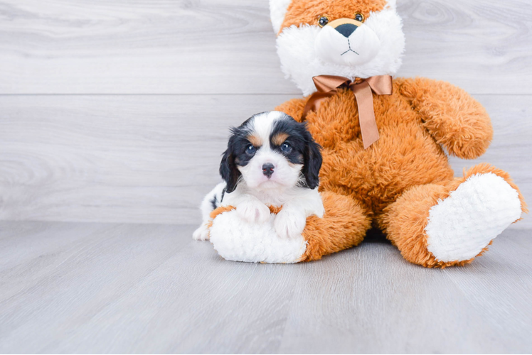 Popular Cavalier King Charles Spaniel Purebred Pup