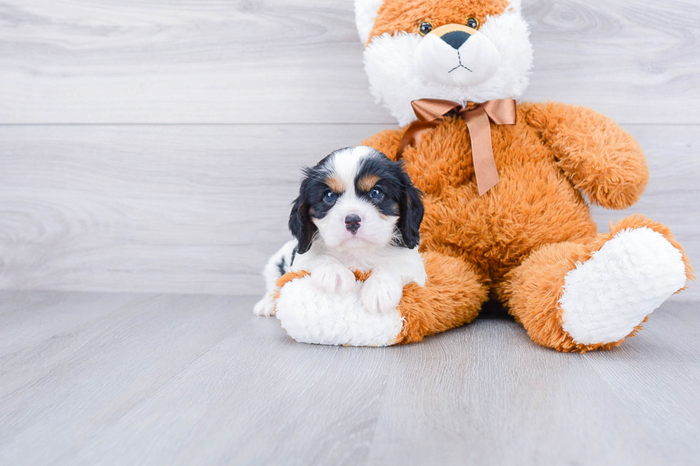 Popular Cavalier King Charles Spaniel Purebred Pup