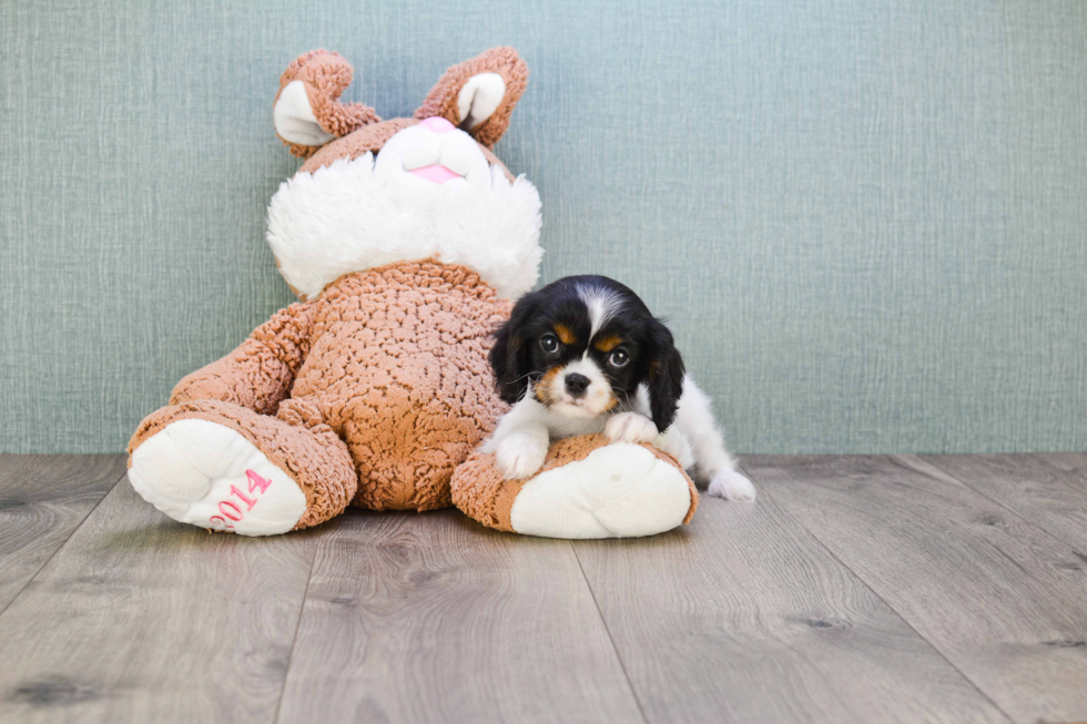 Best Cavalier King Charles Spaniel Baby