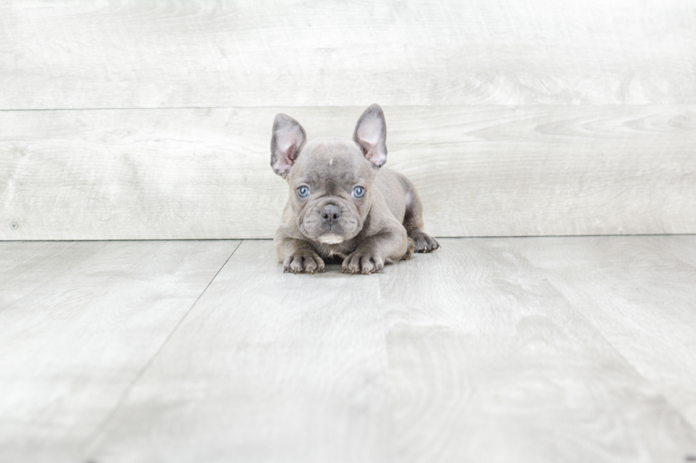 French Bulldog Puppy for Adoption