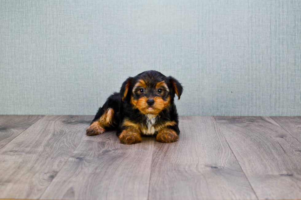 Meet Lisa - our Yorkshire Terrier Puppy Photo 