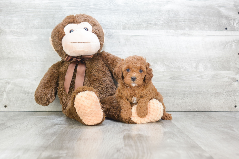 Funny Cavapoo Poodle Mix Pup