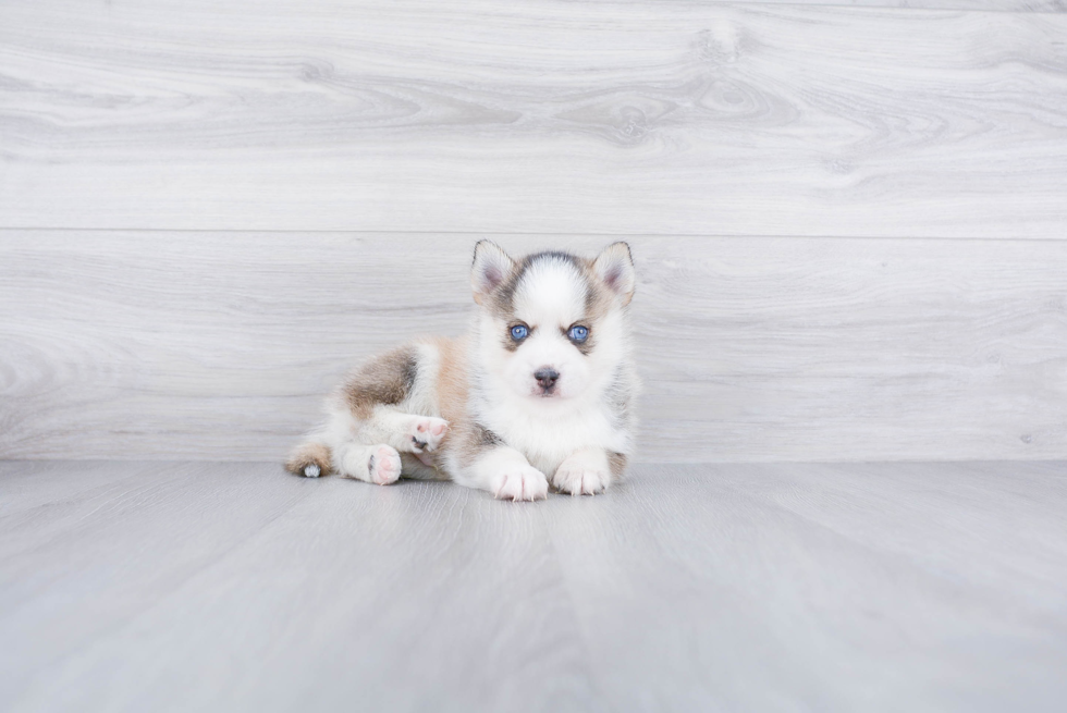 Best Pomsky Baby