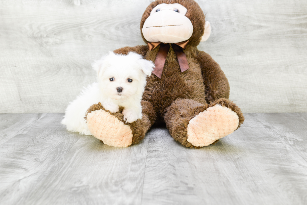 Small Maltese Baby