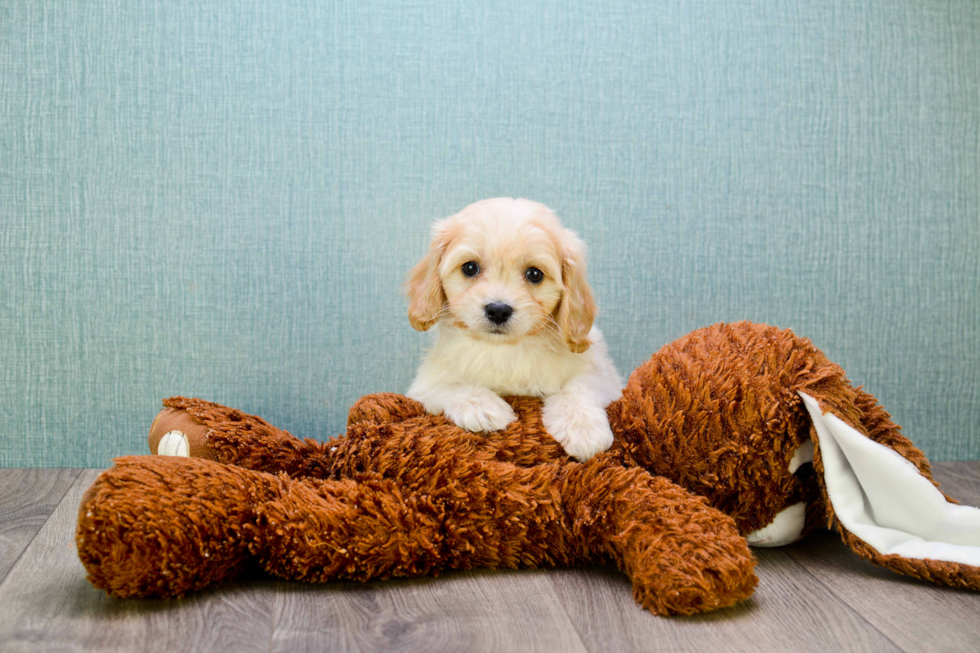 Adorable Cavalier Designer Puppy