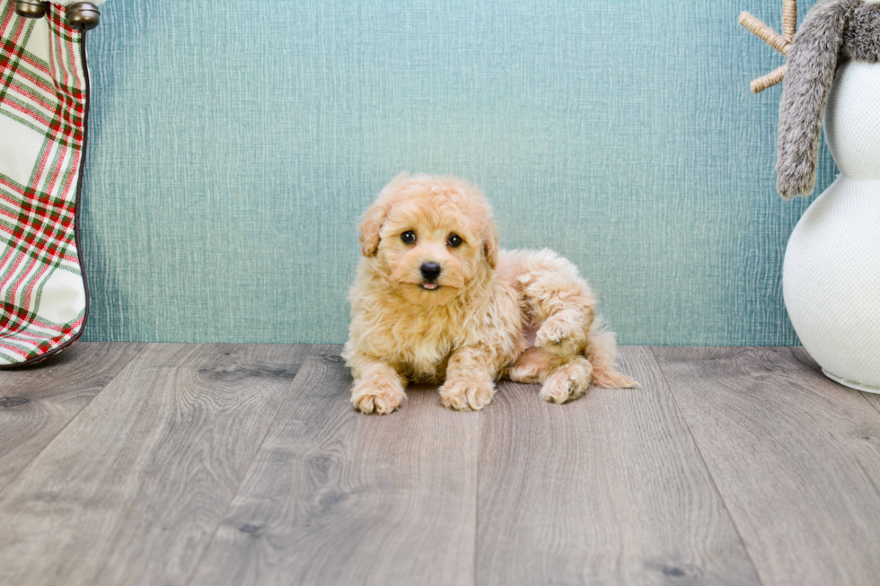 Maltipoo Puppy for Adoption