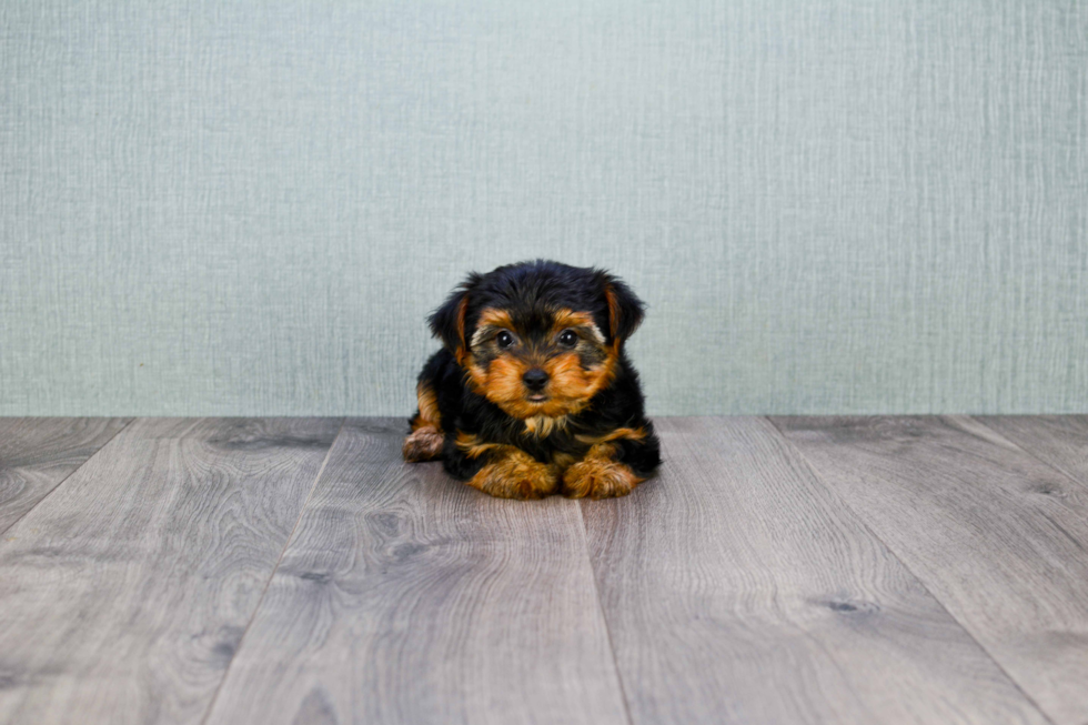 Meet Avery - our Yorkshire Terrier Puppy Photo 