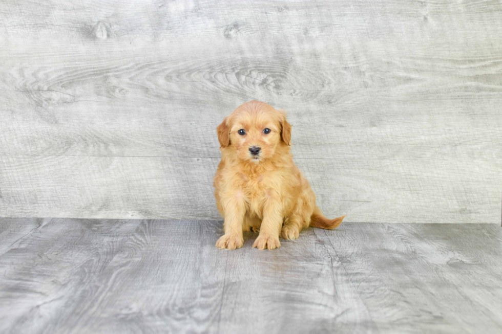 Mini Goldendoodle Pup Being Cute