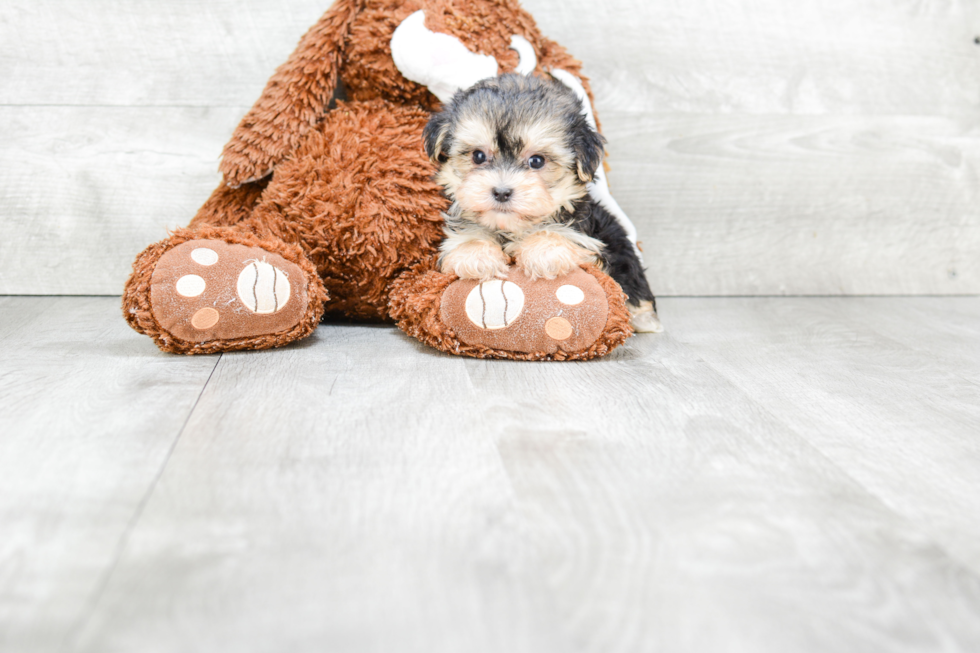 Friendly Morkie Baby