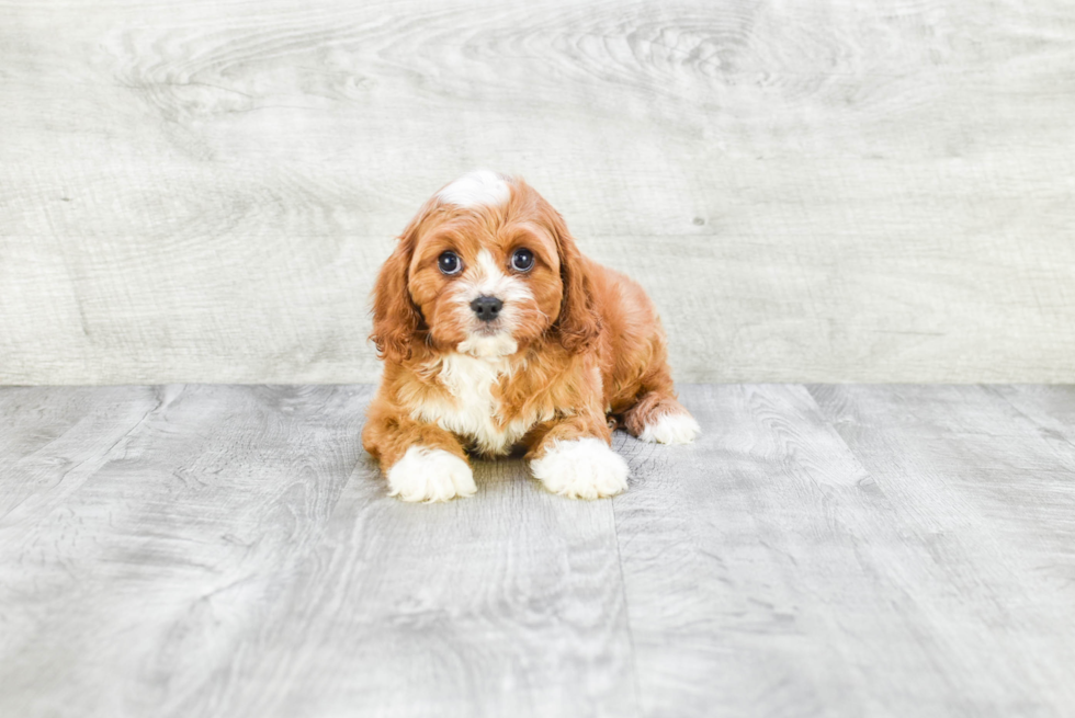 Cavapoo Puppy for Adoption