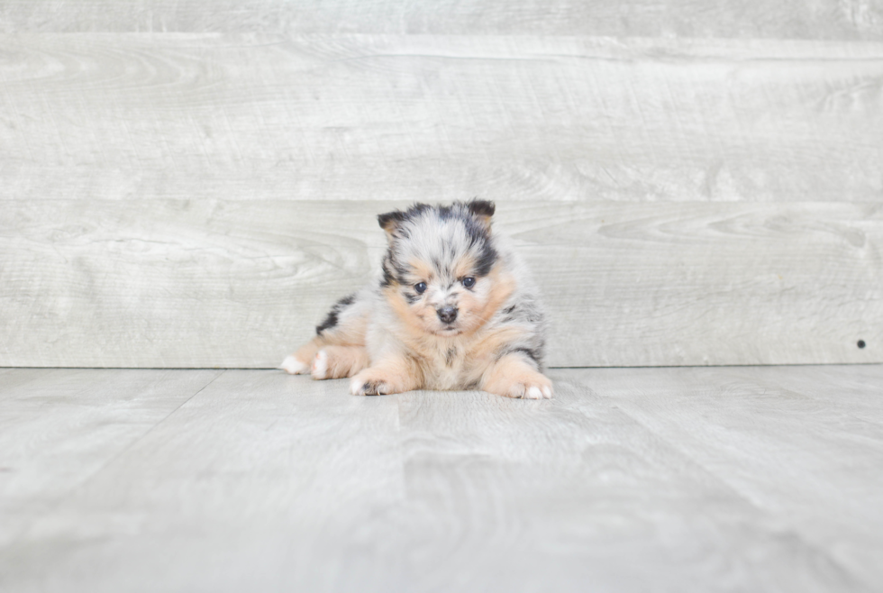 Popular Pomeranian Purebred Pup