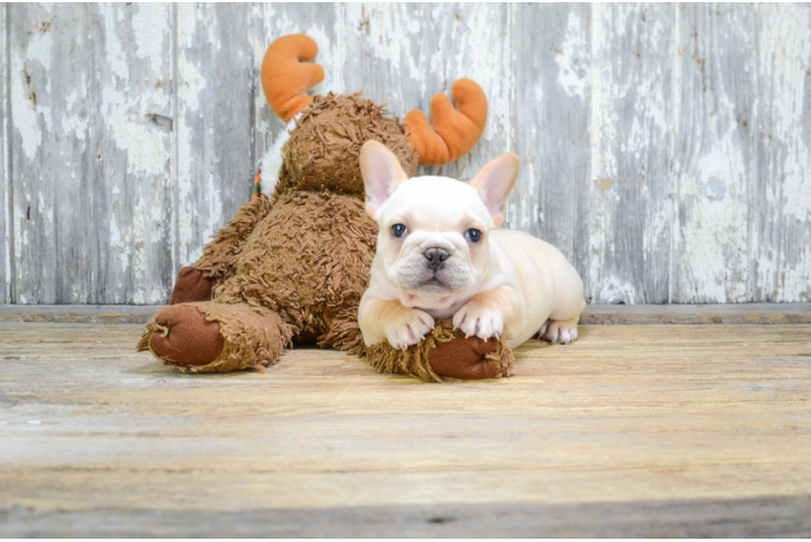 Friendly French Bulldog Purebred Pup