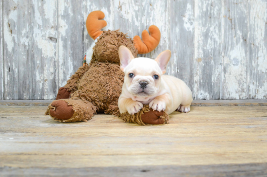 Friendly French Bulldog Purebred Pup