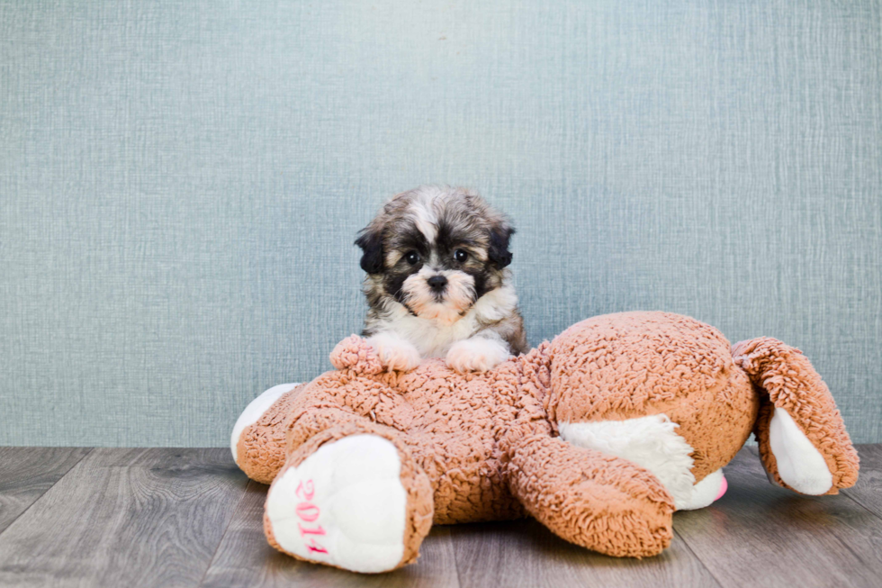 Petite Teddy Bear Designer Pup