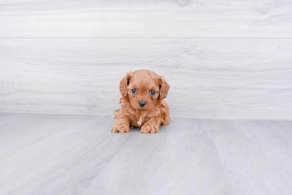 Cavapoo Pup Being Cute