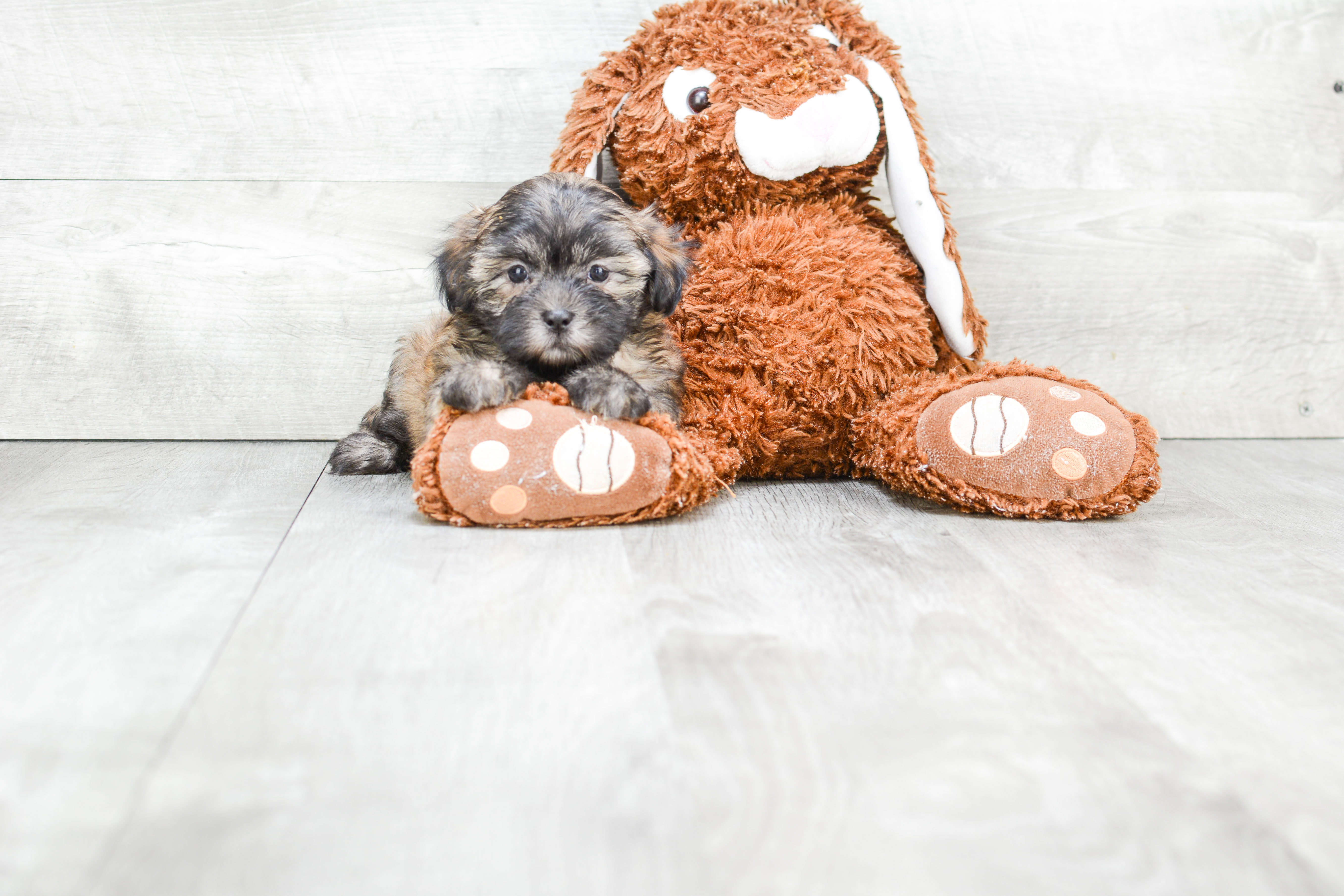 Teddy Bear Puppy for Adoption
