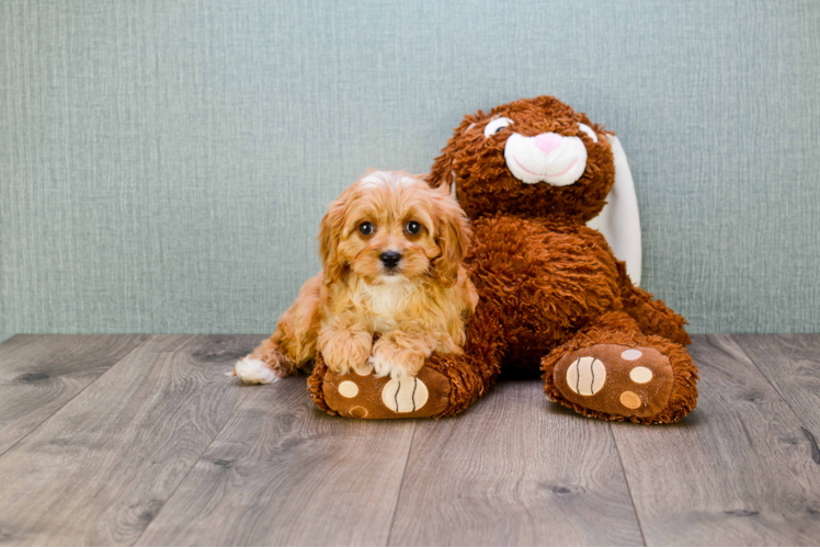 Best Cavapoo Baby