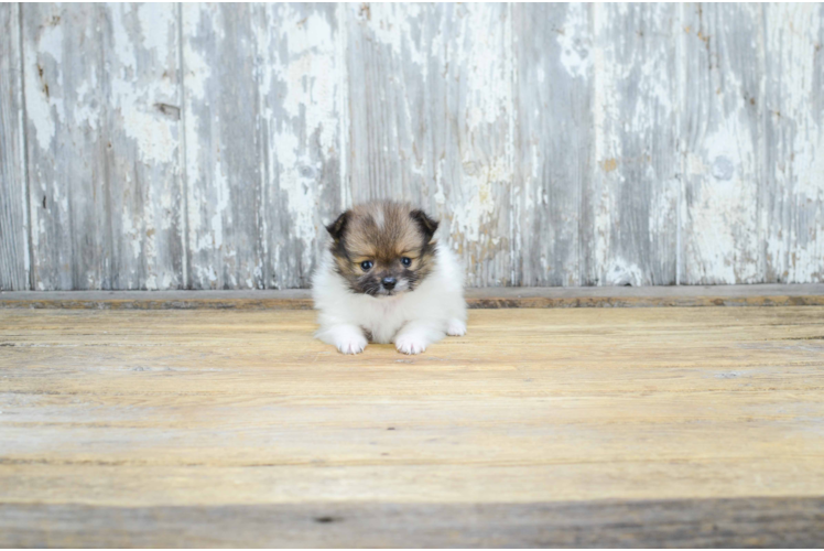 Pomeranian Pup Being Cute